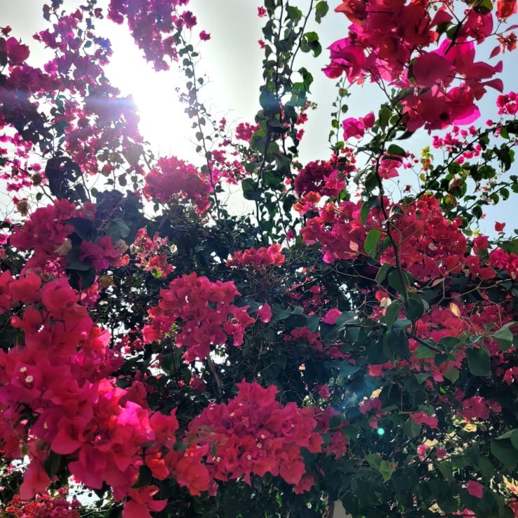 The flowers at Chez Maria Júlia Boutique Hotel